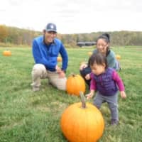 <p>Lanna Hirai picks the perfect pumpkin from the Hilltop Hanover Farm pumpkin patch as parents Taku and Renee Hirai proudly look on.</p>