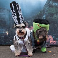 <p>The seventh annual Howl &amp; Prowl Halloween Pet Costume Party in the Park will be held in Greenwich on Sunday, Oct. 26.</p>
