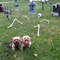 <p>This home in Somers has plenty of Halloween trappings.</p>