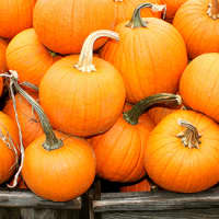 <p>Pumpkins are ideal for beauty DIY projects, according to South Salem&#x27;s Eco-beauty expert Indie Lee.</p>