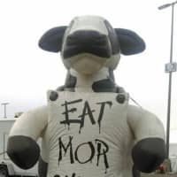 <p>A giant inflatable mascot cow bearing the sign &#x27;Eat Mor Chikin&#x27; is decorating the parking lot at the Danbury Fair Mall. </p>