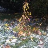 <p>Snow dots the ground near a confused forsythia, which is trying to bloom in November. </p>
