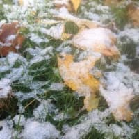 <p>Fallen autumn leaves are coated with Friday&#x27;s snow. </p>