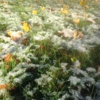 <p>The grass has an icy sheen from the light snowfall. </p>