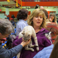 <p>The Cat Show provided a forum for fans of felines to share their passion.</p>