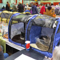 <p>Cats of all variety were available to be adopted at the show. </p>