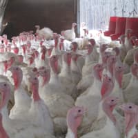 <p>Turkeys at Hemlock Hill Farm.</p>