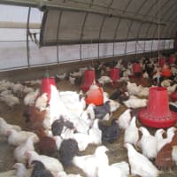 <p>Chickens inside the coop at Hemlock Hill Farm.</p>