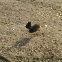<p>A lone chicken at Hemlock Hill Farm.</p>