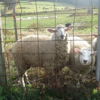 <p>Sheep at Hemlock Hill Farm.</p>