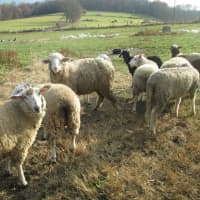 <p>Sheep and goats comingling at Hemlock Hill Farm.</p>