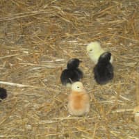 <p>Baby chicks at Hemlock Hill Farm.</p>