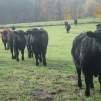 <p>A herd of cows at Hemlock Hill Farm.</p>
