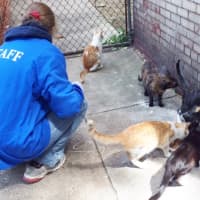 <p>The SPCA investigating the scene where more than 25 cats were found dead in April</p>