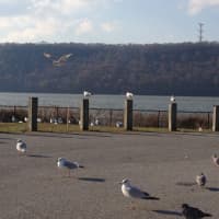 <p>The Yonkers waterfront is home to an array of birds.</p>