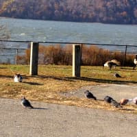 <p>Two stray cats hang out with piegons on the Yonkers waterfront</p>