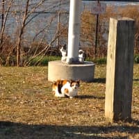 <p>These two cats made friends with birds at the Yonkers waterfront on Thursday, Nov. 20.</p>