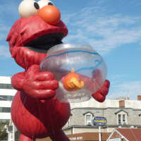 <p>Elmo holding a fish tank at the UBS Parade Spectacular Sunday in downtown Stamford.</p>