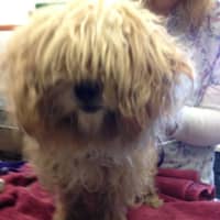 <p>The Putnam County SPCA is investigating an abandoned dog found in a women&#x27;s restroom near Pelton Pond</p>