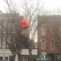 <p>A CityCenter Danbury worker climbs a tree to hang holiday lights along Main Street. </p>