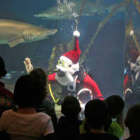 <p>Santa dives with the sharks at the Maritime Aquarium.</p>
