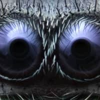 <p>Greenwich&#x27;s Noah Fram-Schwartz won third place in the Nikon Small World competition with this photo of the eyes of a jumping spider.</p>