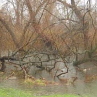 <p>Beaver Swamp Creek swelling past the shoreline near Coolidge Avenue in Rye on Tuesday.</p>