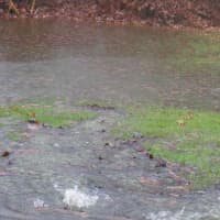 <p>Stormwater bubbles up from a manhole cover at the end of Glen Oaks Drive beyond Coolidge Avenue in Rye on Tuesday.</p>
