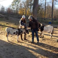 <p>Student Taylor Forman (left) with Heckscher Farm Manager Victoria Marr (right), haltering donkeys Spanky and Giuseppe.</p>