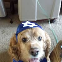 <p>Even Lucky Stern got into the Hanukkah spirit while getting ready for the Menorah Car Parade in Yonkers.</p>