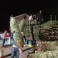 <p>Christmas trees will be on sale every day. </p>