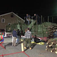 <p>Special orders for big Christmas trees can be placed.</p>