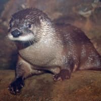<p>The Maritime Aquarium in Norwalk welcomes its new 11-month-old river otter Levi to its exhibit this week.</p>