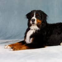 <p>Attendees of all ages can read with three special therapy dogs on Jan. 4 at the Mamaroneck Public Library.</p>