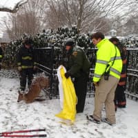 <p>The deer removes itself from the fence after being freed by Westport firefighters, police, and animal control officers.</p>