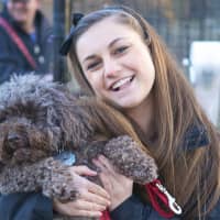 <p>Nicole Kerz, of New Rochelle, with Hershey, a chocolate poodle. </p>