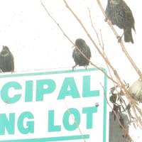 <p>A harbinger of spring, or Saturday&#x27;s predicted snowstorm. Birds parked themselves on a sign in the Harrison Municipal Lot on Friday.</p>