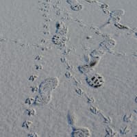 <p>A mix of tracks visible on the icy surface of the Cross River Reservoir.</p>