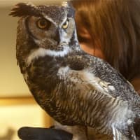 <p>A Great Horned Owl at the Audubon Center.</p>