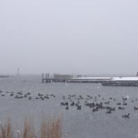 <p>Canada geese flock along the shoreline in Southport on Monday as a blizzard rolls in. </p>