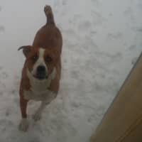 <p>Lisa Kaslyn&#x27;s dog Mini enjoying the snow in Carmel. </p>