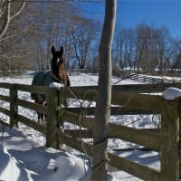 <p>A horse wanders the meadow in the snow on Baxter Street in North Salem. </p>