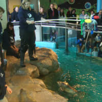 <p>Polly the seal prepares to pick a target held by aquarist Ellen Riker while being instructed by aquarist Vicki Sawyer at the Maritime Aquarium in Norwalk.</p>