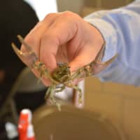 <p>A crayfish native to the Ohio River region, one of several creatures brought to Bedford 2020&#x27;s summit by the Westmoreland Sanctuary.</p>