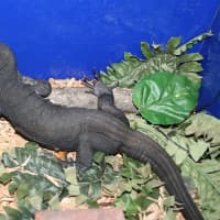 <p>The baby black dragon is a water monitor lizard with a melanistic gene that makes it all black. </p>
