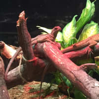 <p>A couple of the dragons at the Maritime Aquarium&#x27;s new exhibit &quot;Dragons: Real or Myth?&quot;</p>