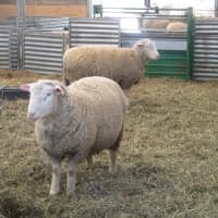 <p>The sheep at Stone Barns gearing up for Chinese New Year.</p>