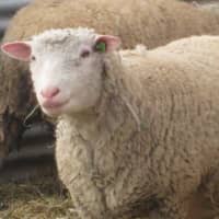 <p>Stone Barns has 59 sheep and two rams.</p>