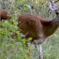 <p>The mayor of Mamaroneck is inviting officials from neighboring communities to join a task force that would devise ways to control the regional deer population.</p>