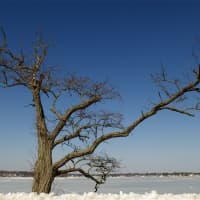 <p>A leaf-less tree cuts a stark contrast against the wintry sky, snow and icy water. </p>